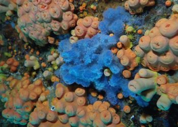 Biodiversidade marinha brasileira