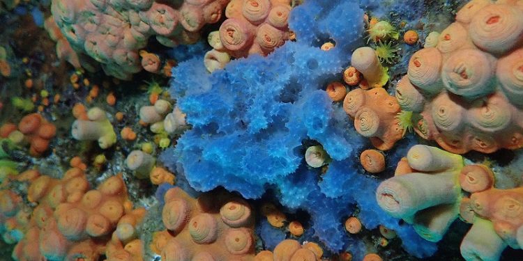 Biodiversidade marinha brasileira