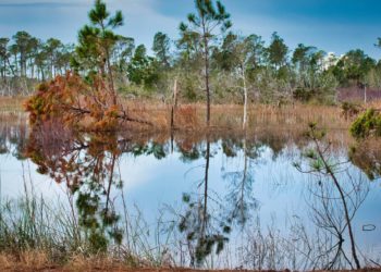Monitoramento e desmatamento do Cerrado