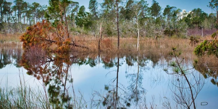 Monitoramento e desmatamento do Cerrado
