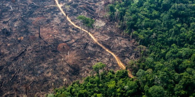 Desmatamento no Brasil