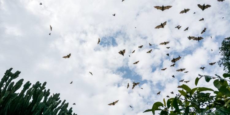 Transmissão viral entre espécies