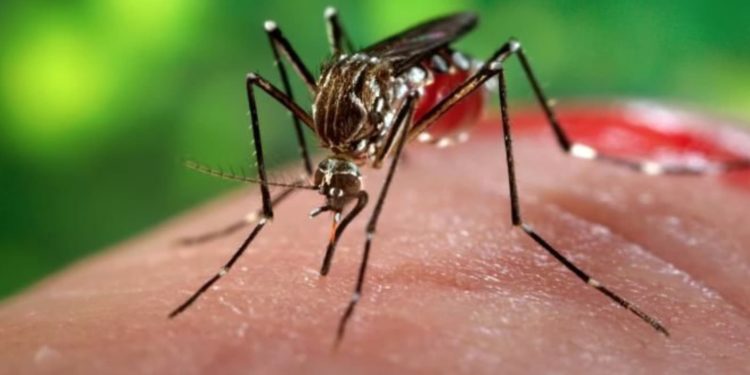 Vacina contra chikungunya