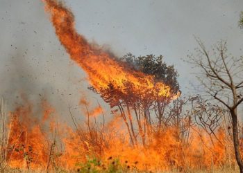 Desmatamento no Cerrado