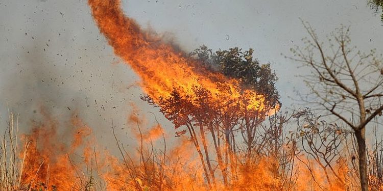 Desmatamento no Cerrado