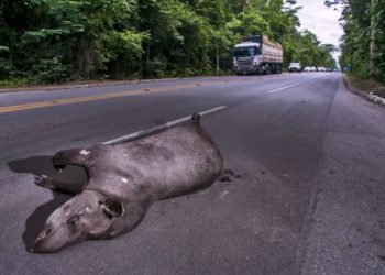 Uso de carcaças de animais