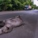 Uso de carcaças de animais