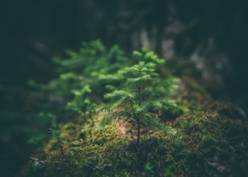 Cooperação Técnica ambiental