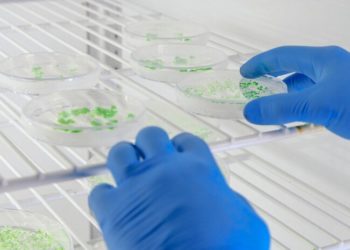 Proteína cultivada no Brasil: JBS e UFSC firmam acordo para impulsionar pesquisas