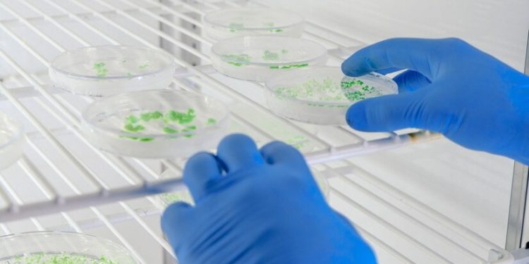 Proteína cultivada no Brasil: JBS e UFSC firmam acordo para impulsionar pesquisas