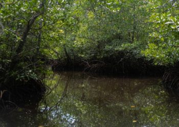 Mangues da Amazônia: Pesquisa revela que 99% deles estão preservados