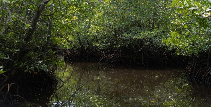 Mangues da Amazônia: Pesquisa revela que 99% deles estão preservados