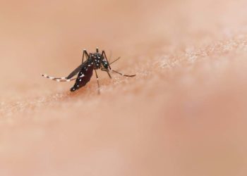 Enfermeira do SUS, Nathalia Belletato, alerta sobre aumento dos casos de dengue