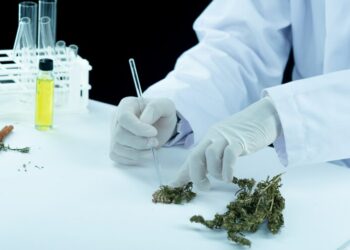 Cannabis contra o Parkinson e Alzheimer: Cientistas da UFSC analisam uso