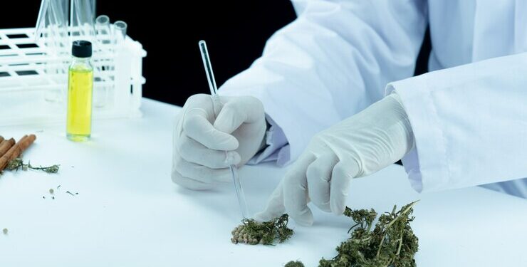 Cannabis contra o Parkinson e Alzheimer: Cientistas da UFSC analisam uso