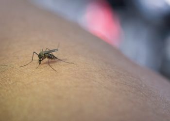 Casos de dengue no Brasil ultrapassam um milhão