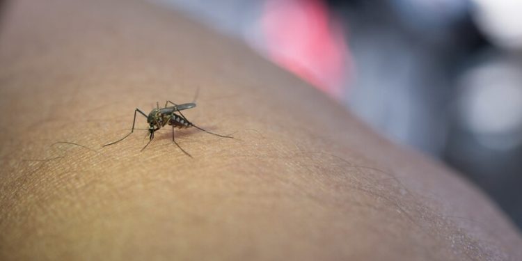 Casos de dengue no Brasil ultrapassam um milhão