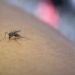 Casos de dengue no Brasil ultrapassam um milhão