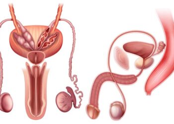 Câncer de próstata: Casos vão dobrar até 2040, revela projeção