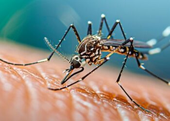 Dengue em SP: Cidade registra mais de 300 mil casos em 2024