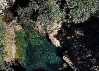 Biodiversidade do Cerrado: UnB coordena rede de pesquisa internacional