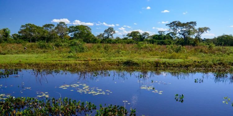 Compensação ambiental