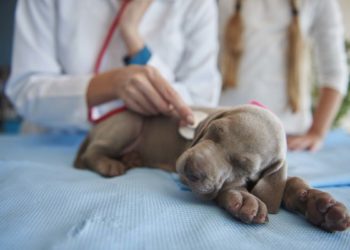 Sandro Tordin assessora Provet na venda para a Petlove