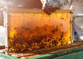 iscmc irmandade santa casa de misericordia de curitiba