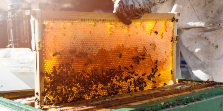 iscmc irmandade santa casa de misericordia de curitiba