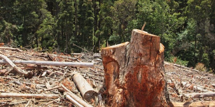 Desmatamento na Amazônia recua 11% e reacende debate às vésperas da COP30