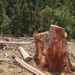 Desmatamento na Amazônia recua 11% e reacende debate às vésperas da COP30