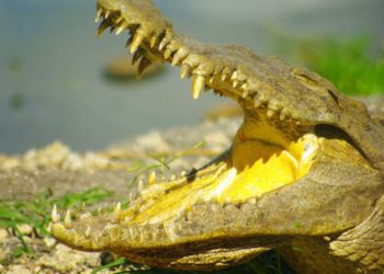 Estudo científico acompanha jacaré-de-papo-amarelo no Parque Estadual do Rio Doce
