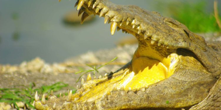 Estudo científico acompanha jacaré-de-papo-amarelo no Parque Estadual do Rio Doce