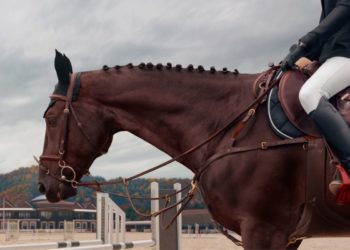Gonçalo Borges Torrealba fala sobre sobre inovação e modernização na criação de cavalos de elite