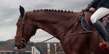 Gonçalo Borges Torrealba fala sobre sobre inovação e modernização na criação de cavalos de elite