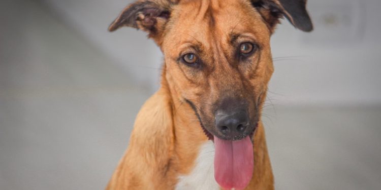 Ranking Caramelo aponta distritos de São Paulo com melhores condições para a vida dos cães