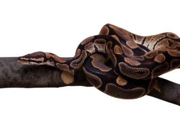 Cinco lugares em São Paulo para ver cobras de perto, com segurança e orientação