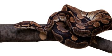 Cinco lugares em São Paulo para ver cobras de perto, com segurança e orientação