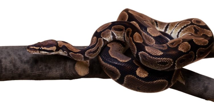 Cinco lugares em São Paulo para ver cobras de perto, com segurança e orientação