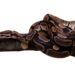Cinco lugares em São Paulo para ver cobras de perto, com segurança e orientação