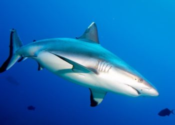 Estudo em Fernando de Noronha revela como funciona a reprodução dos tubarões machos