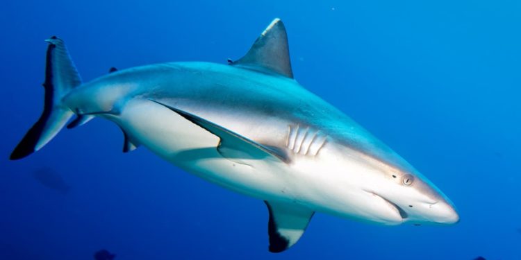 Estudo em Fernando de Noronha revela como funciona a reprodução dos tubarões machos